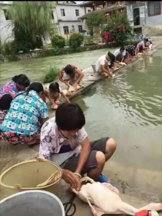 今天柳州人都在做这事!论拔鸭毛,我就服它们!