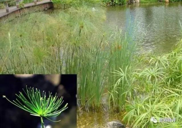 纸莎草 cyperus papyrus 莎草科 莎草属