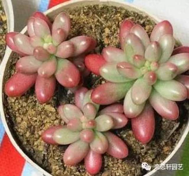 虹之玉 相比乙女心和八千代,叶片比较短,胖,比较密集,状态养得很好的