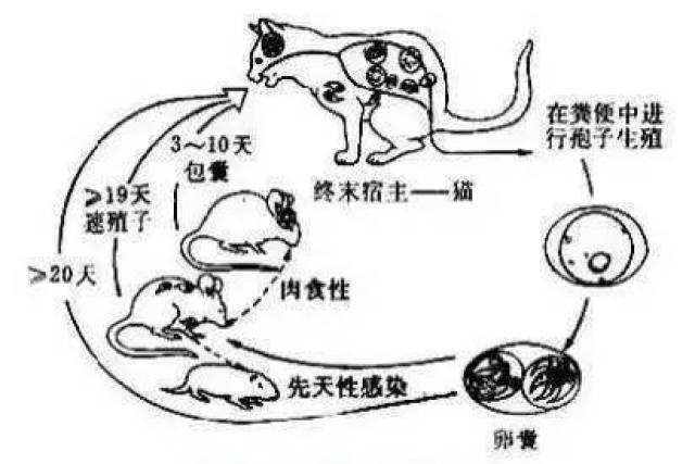 弓形虫是猫屎趁热吃就能得的?