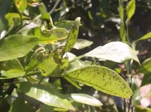 害虫中的生殖冠军:柑橘衰退病,煤烟病元凶竟是它!