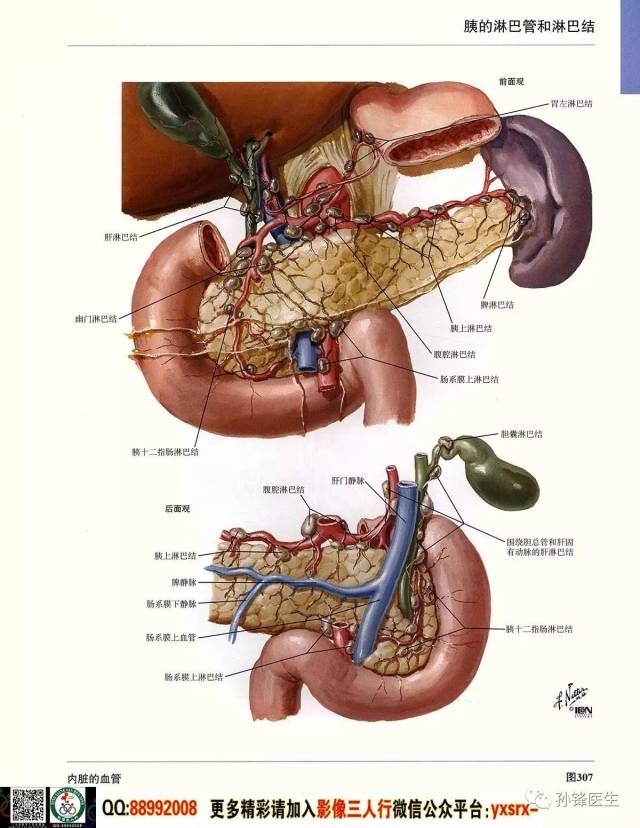 医学干货|超高清的《奈特人体解剖彩色图谱 腹部》(下)