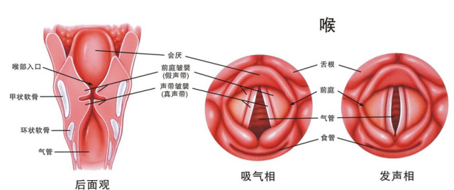 根治慢性咽喉炎,必须看这里