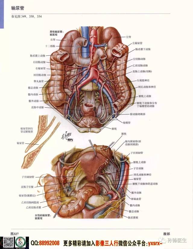 医学干货|超高清的《奈特人体解剖彩色图谱 腹部》(下)