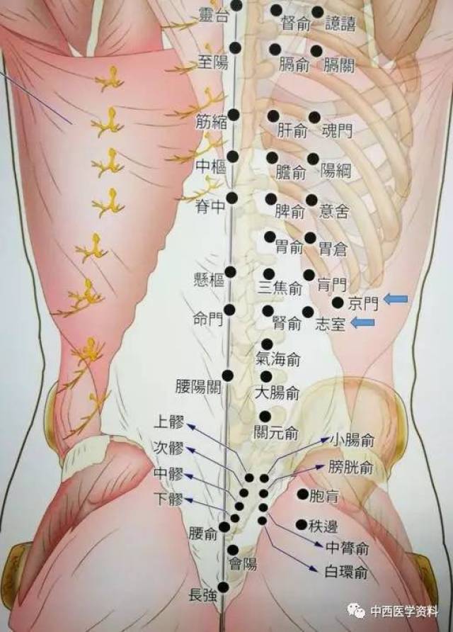 腰痛针灸经典处方分享(一):益肾壮阳方,疏经通络方