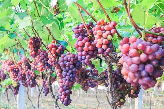 孟津荣获国家级特产的原来是这些啊!