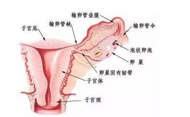 月经为子宫内膜周期性脱落引起的子宫出