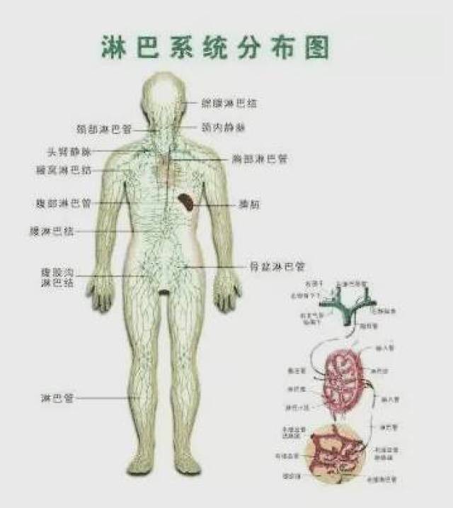 身上3处淋巴决定生死!这套疏通方法一定收藏好