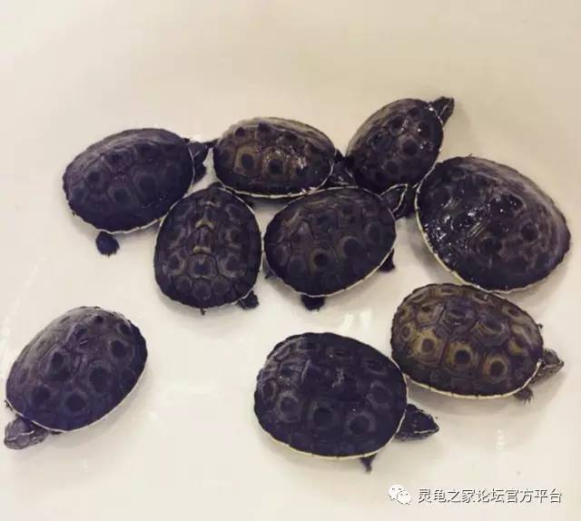 缅甸孔雀龟