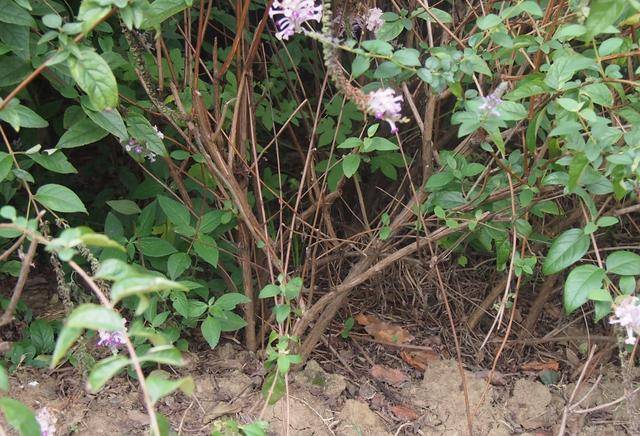 醉鱼草:紫花串串香,鱼儿吐泡泡