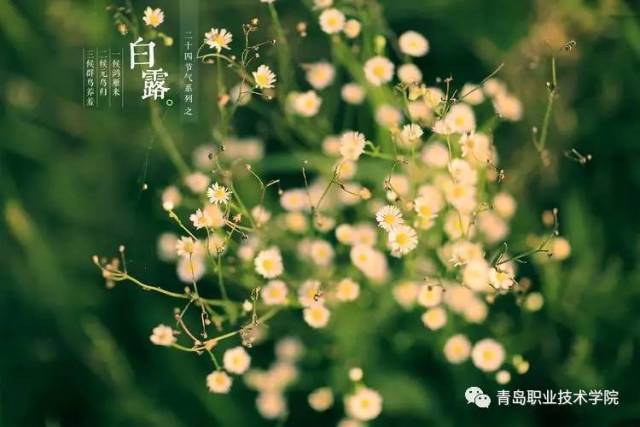 白露| 秋风何冽冽,白露为朝霜
