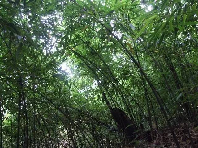 就是这种叫冷箭竹的笋.都知道,大熊猫吃的就是这种竹子.