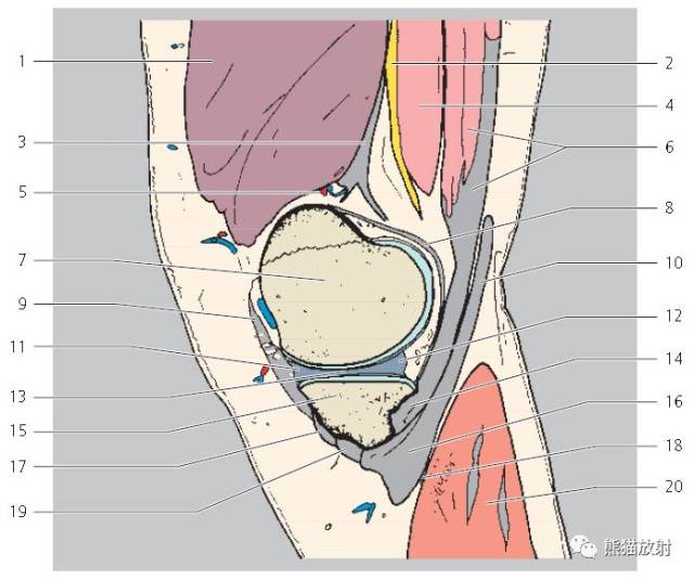 【解剖】膝关节mri(冠/矢状)[双语]