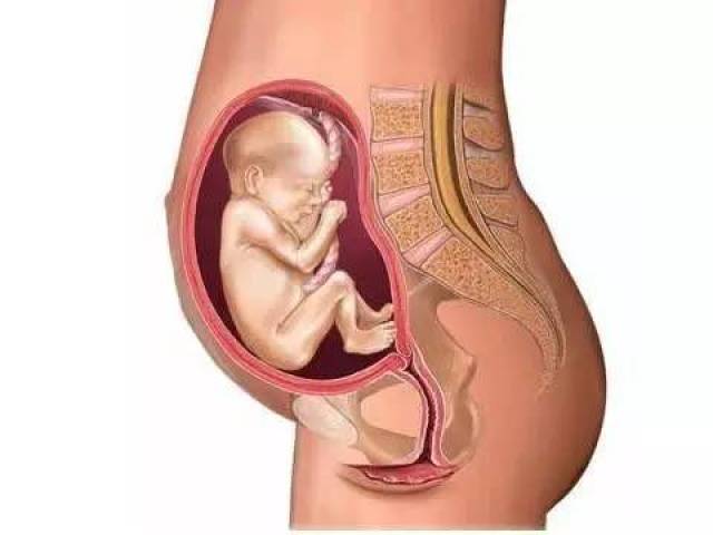 没生过孩子的女性子宫颈口,洞口就像圆珠笔的笔芯那么小,胎儿的头最