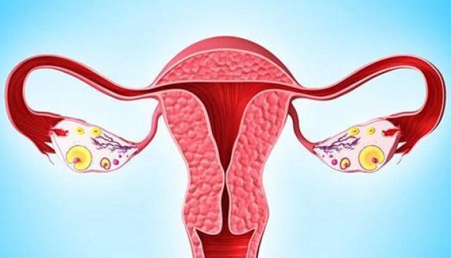 给李女士安排了输卵管造影检排查输卵管的情况,经过b超检查卵巢储备