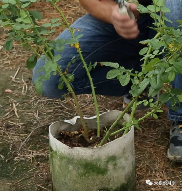 天狼说月季|大型灌木/藤本月季的修剪