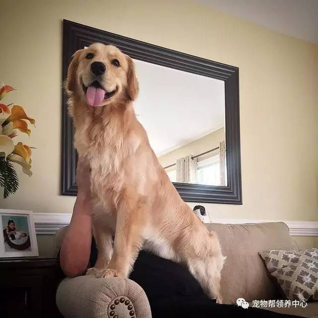 大金毛趴在门上眼巴巴等待爸爸回来,原本以为是个单纯