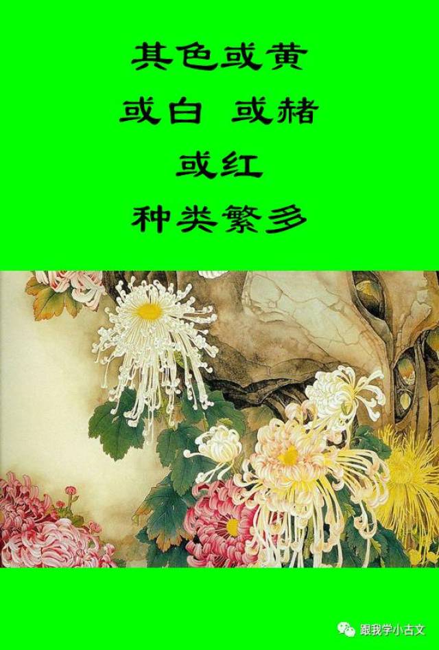 跟我读小古文5菊