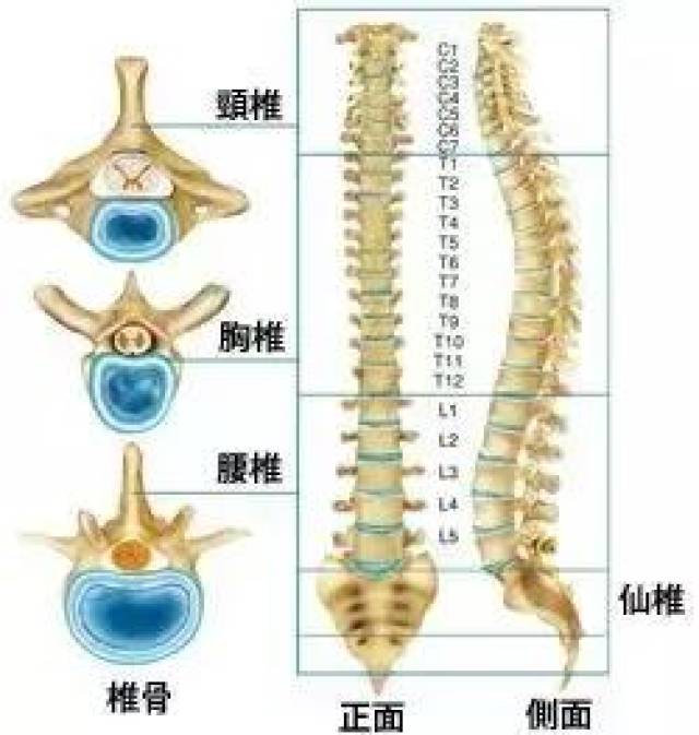 超过80%的成年人出于不同原因,都受到背痛,腰痛的困扰,还有很多人面临