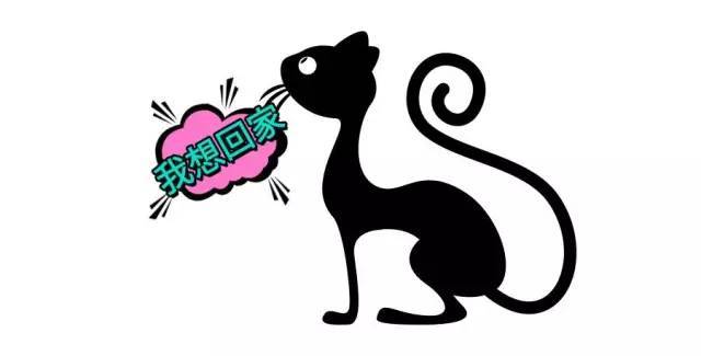我是一只大灵猫