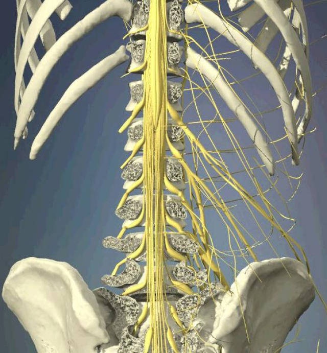 腰椎逐层解剖(3d画面,太好了,医生的好帮手)