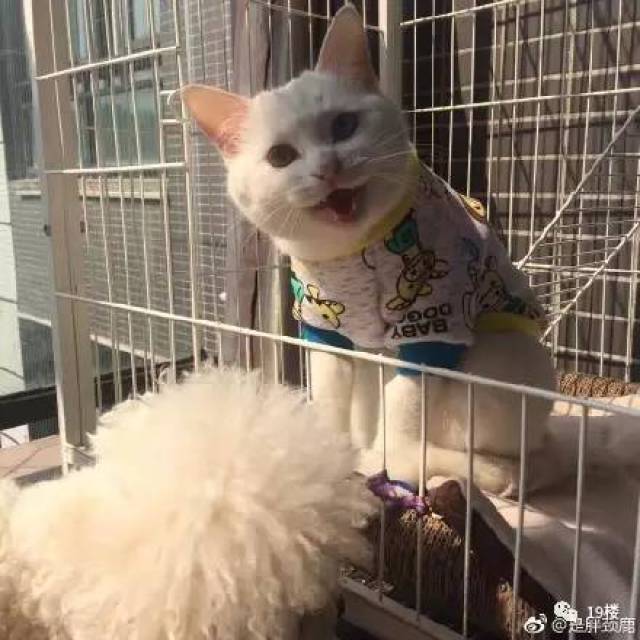 网友实名举报中华气死猫!听完也是哈哈哈深表