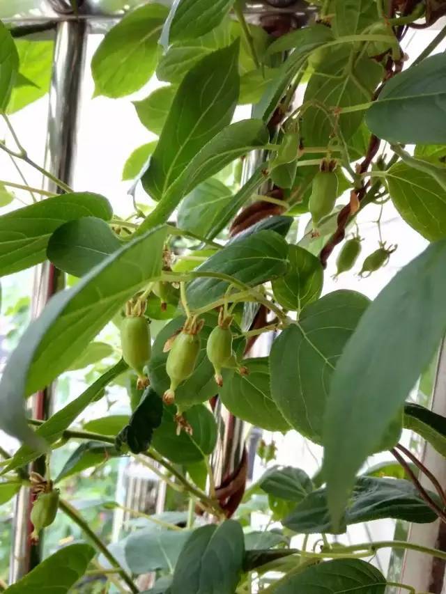 一年就吃回本的果树——软枣猕猴桃