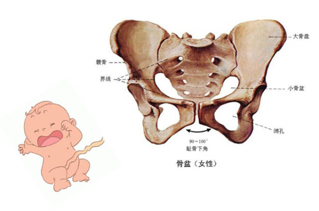 分娩之前助产医生都会帮忙测量待产妇骨盆和胎儿头围,如果产妇骨盆