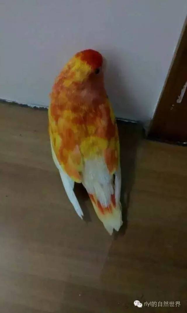 e5110e5cb0d0434bb5b7d63c3ceab852.jpeg