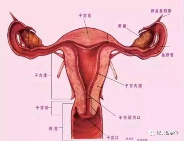 【性腺调理】了解卵巢,是每个女人的必修课!