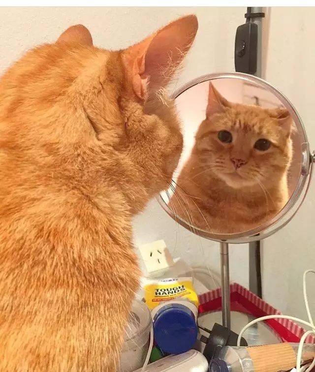 橘猫太胖,主人想让它减肥,可看那猫脸一点不胖,也就算