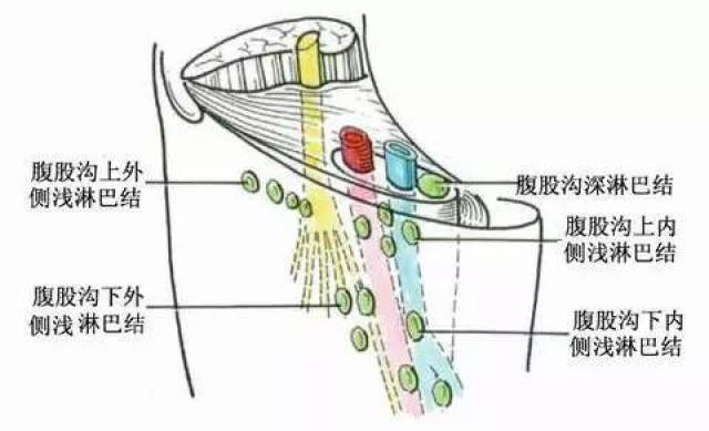 腹股沟淋巴生理结构图