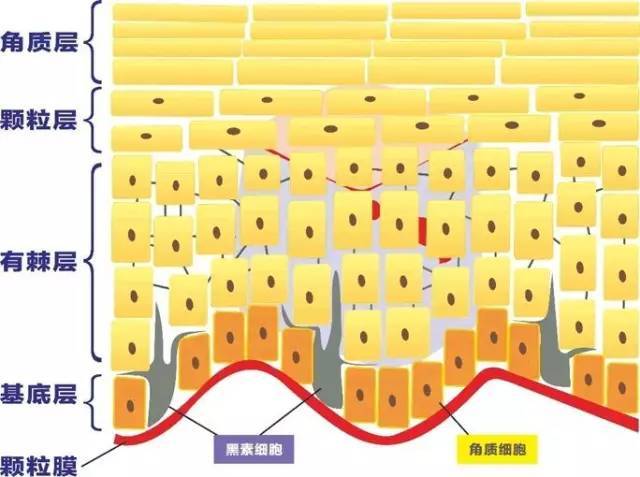 你问我答 | 角质层薄要怎么修复保养?