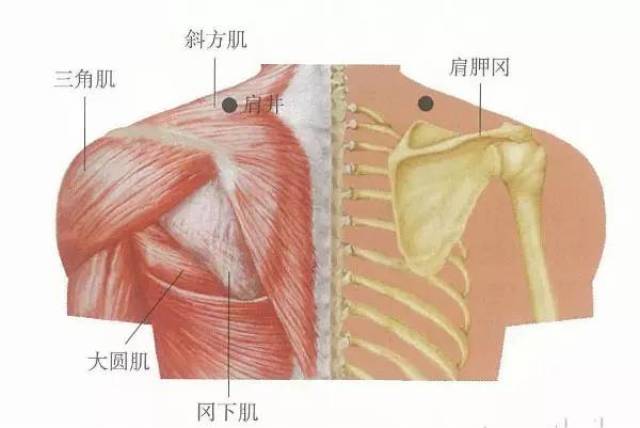 不可不知的穴位丨肩井穴