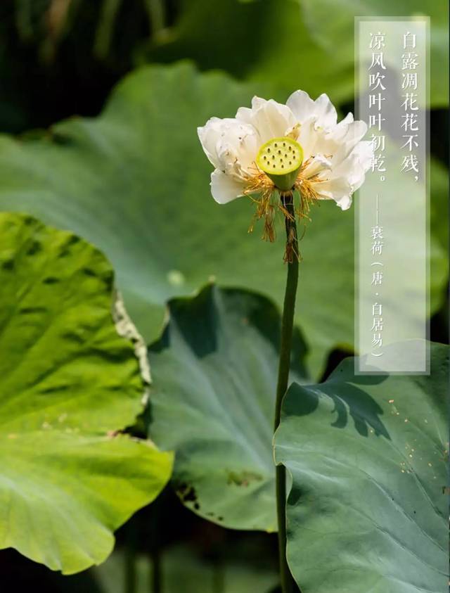 ——秋夜诗(南北朝·谢朓) 白露凋花花不残,凉风吹叶叶初乾.