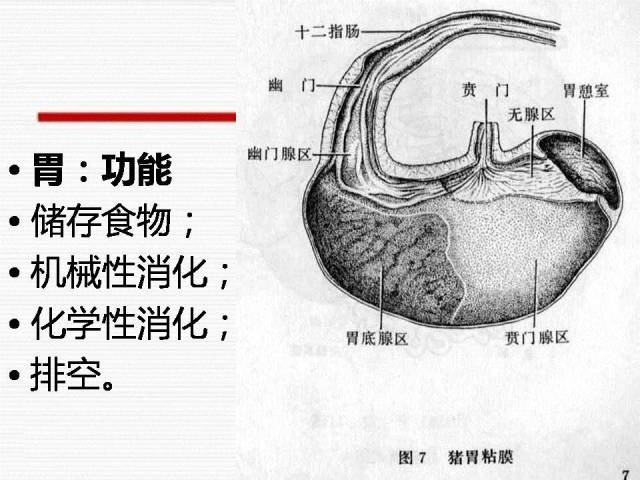 老刘养猪培训 解剖——消化系统