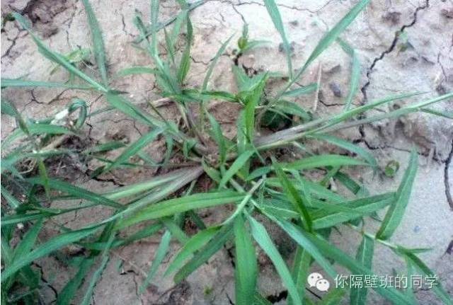 狗牙根草,最常见的杂草. 45 水稗草 乡土风情·植物篇