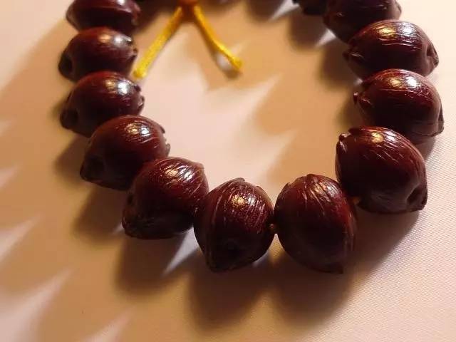 金佛草菩提