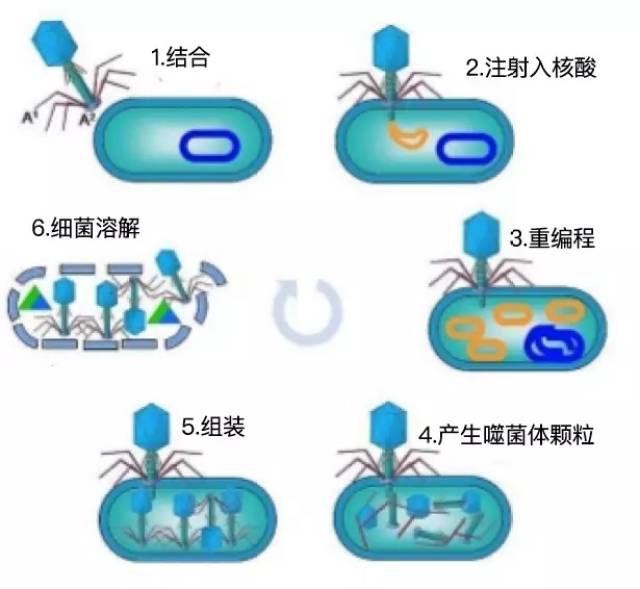 一种噬菌体往往只侵染一种细菌,不会破坏正常菌群.