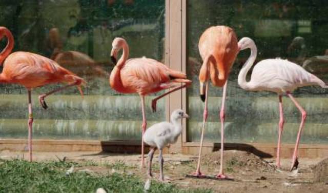 热带动物北方安家生娃,龙沙动植物园自然繁育火烈鸟宝宝给游客带来