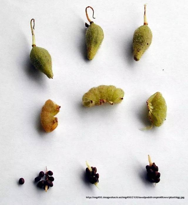 凤仙花果实会炸的小秘密在果皮上.