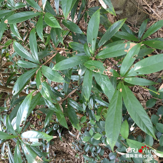 金丝楠木是我国特有的珍稀树种,国家二级保护植物.