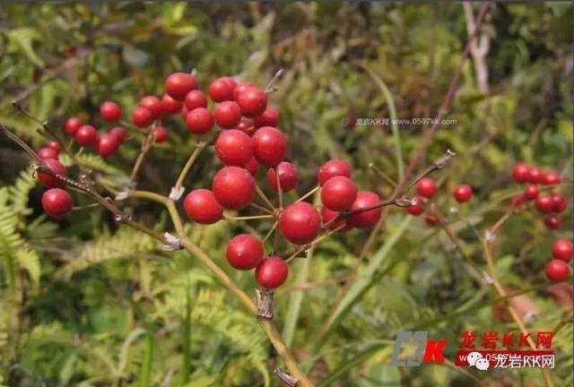 金秋送爽野果飘香!龙岩的小伙伴们,这些野味你吃过几样?