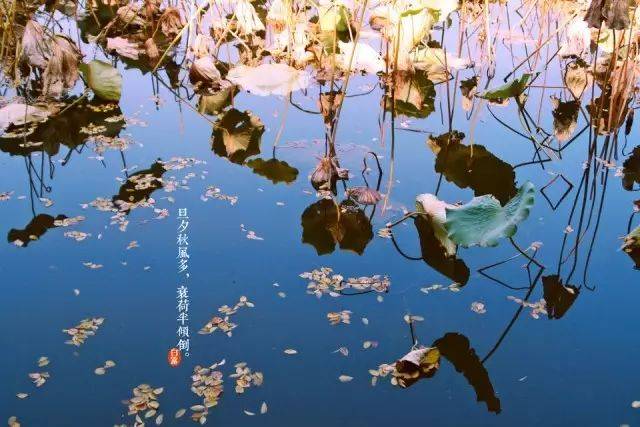 白露| 鸿雁来 玄鸟归 群鸟养羞