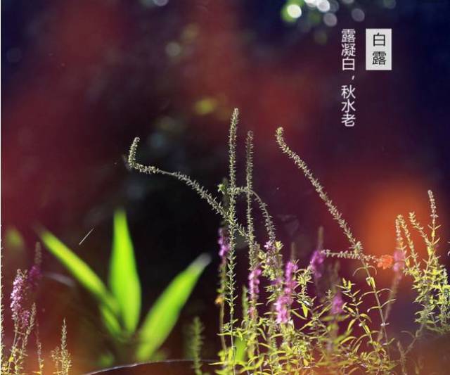"蒹葭苍苍,白露为霜" 西风凉,白露降,最容易生病的日子来了!