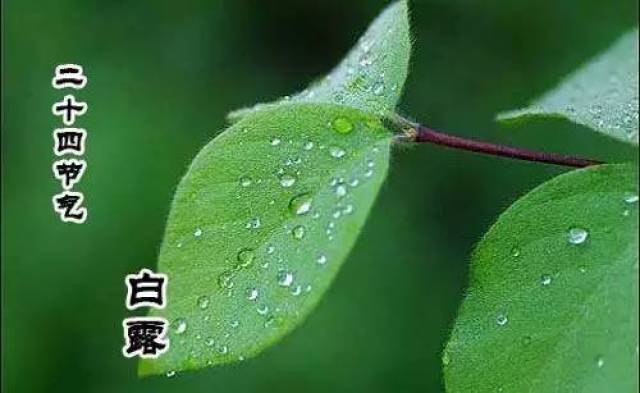 白露时间 《月令七十二候集解》中说:"八月节……阴气渐重,露凝而白