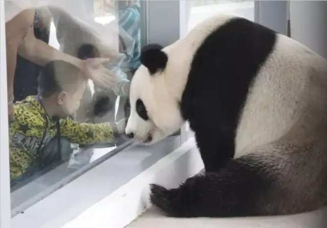 大熊猫是熊,不是猫.