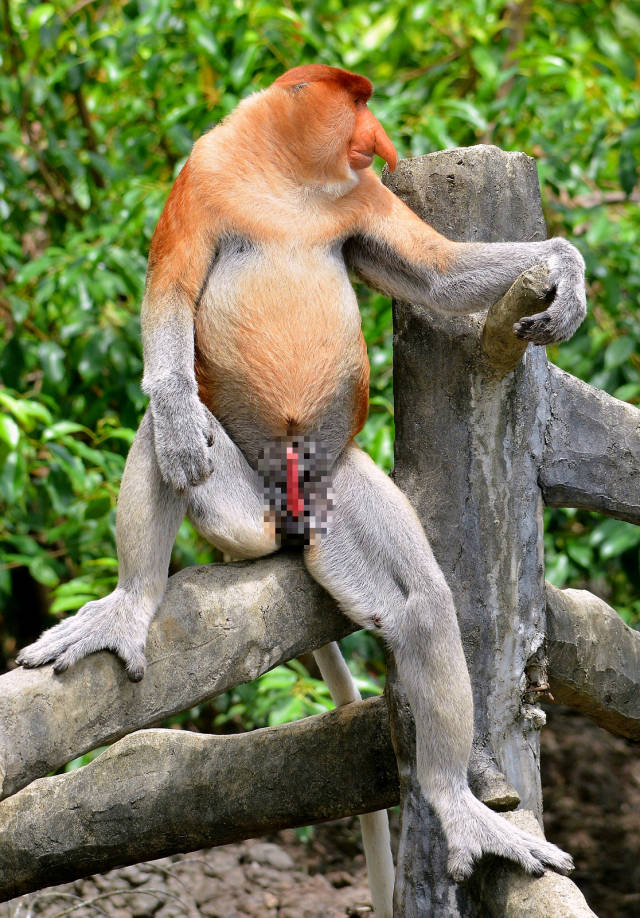 雄性长鼻猴的性器官呈鲜红色,而且总是处于勃起状态,通常猴群中的