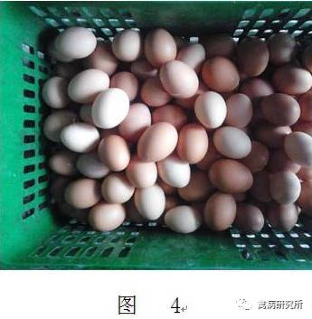 江苏省盐城市某蛋鸡养殖户饲养的288日龄13500只海兰褐蛋鸡大群出现拉