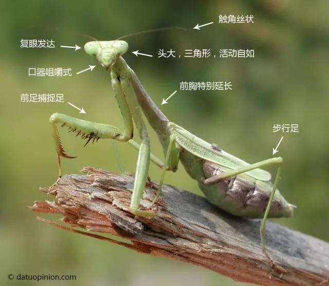 【林业科普】螳螂,美丽的"伪装杀手"